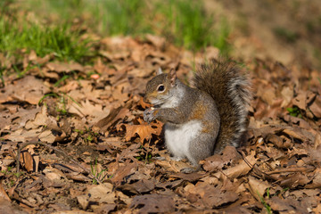 grey squirrel eating nut