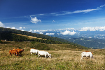 Cows grazing on a green mountain meadow