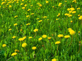 Green grass with yellow dandelions
