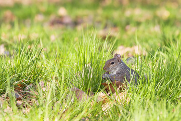 grey squirrel eating nut