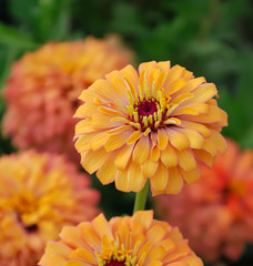 chrysanthemums