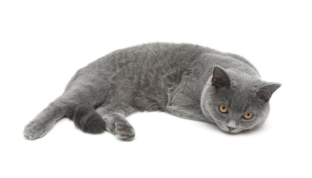 beautiful gray cat isolated on white background.
