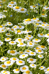 Daisies on the Meadow