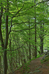 Footpath in beech forest
