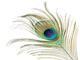 Obraz premium Peacock feather