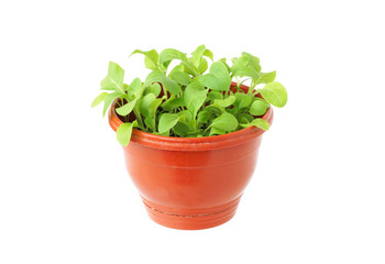 Pot with green plant.