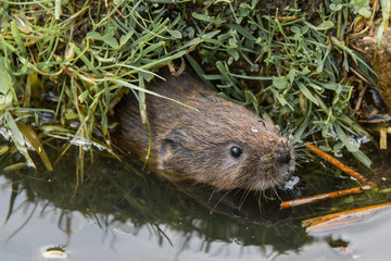 Juvenile Water Vole, Swimming Out Of A Borrow Hole