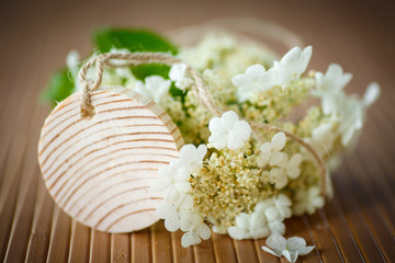Viburnum flowers fruit