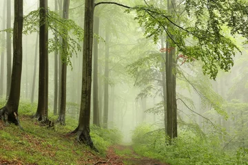 Crédence de cuisine en verre imprimé Arbres Spring deciduous forest with outgoing fog in the distance