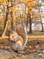 grey squirrel eating nut