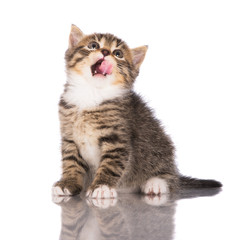 tabby kitten licks his mouth