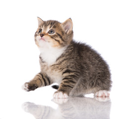 tabby kitten portrait