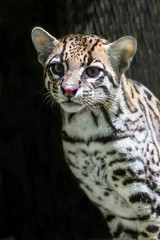 Obraz premium ocelot