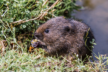 Juvenile Water Vole, Eating By Waters Edge
