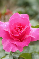 pink rose flower plant with water drop