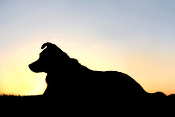Naklejka premium Silhouette of German Shepherd Mix Dog at Sunset