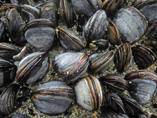 Miesmuscheln - mussels - Mytilus edulis