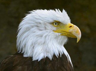 Weißkopfseeadler - Wappentier der USA