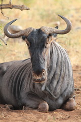 gnu animale mammiffero erbivoro parco del kruger sudafrica
