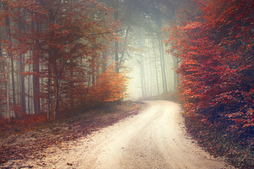Dreamy forest road © robsonphoto