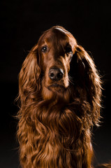 Irish Setter