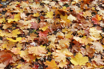 beautiful yellow leaves on the ground