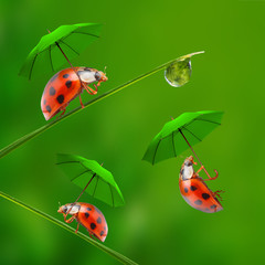 Funny picture from nature. Little ladybugs skydiving.