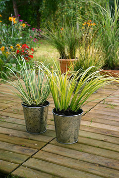 Acorus gramineus Ogon & Variegatus - calamus