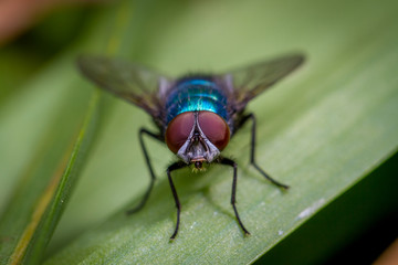 Calliphora vomitoria bluebottle fly