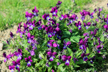 flowers of blue pansies in the grass
