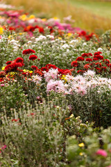 chrysanthemum flowers in the garden