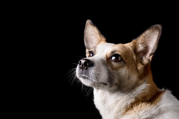portrait of beautiful dog in studio with black background