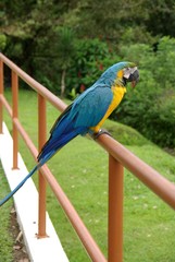 Perroquet, Costa Rica