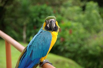 Perroquet, Costa Rica