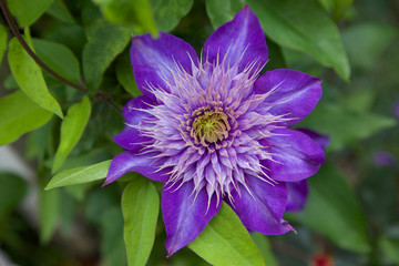 Clematis Bl&uuml;te Draufsicht