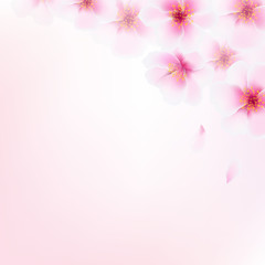 Fototapeta na wymiar Pink Cherry Flowers
