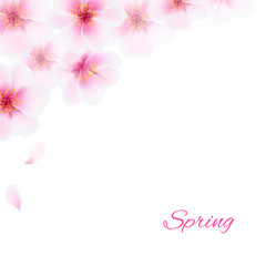 Pink Cherry Flowers Border
