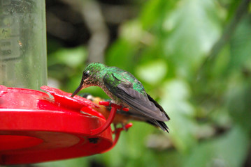 Colibri, Costa Rica