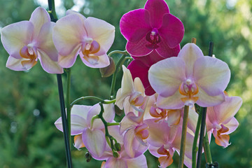Orchideenmix