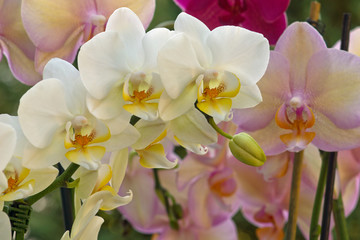 Orchideenmix