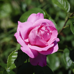 Rose Flower