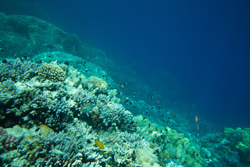 Naklejka na ściany i meble Coral reef