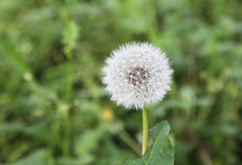 dandelion
