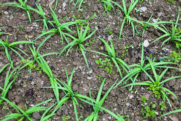 fragrant-flowered garlic in the field