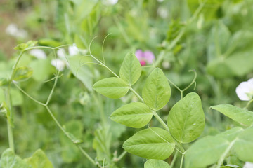 green pea leaf