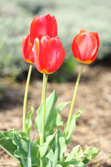 red tulip flower blooming in the garden