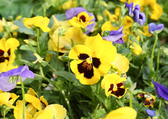 yellow viola flowers