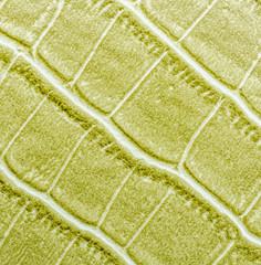 Green leather texture background