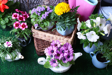 Flowers in  decorative pots and garden tools