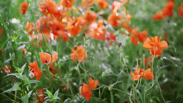 Blooming poppies